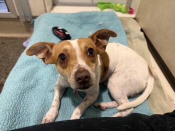 Ferb -  Parson Russell Terrier Dog for Adoption in Berkeley, California - Ferb | PetCurious