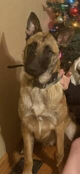 Belgian Shepherd Malinois and German Shepherd Dog Dogs Available for Adoption - Arrow  | PetCurious