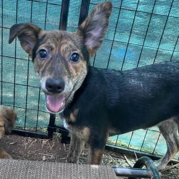 Kylie -  Collie and Terrier Dog for Adoption in Escondido, California - Kylie | PetCurious