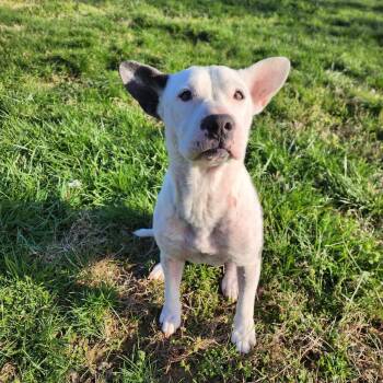 Bull Terrier Dogs Available for Adoption - Baby Girl | PetCurious