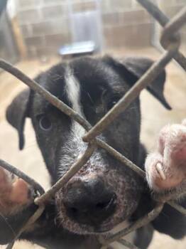 Shepherd Dogs Available for Adoption in Princeton, Indiana - Uno | PetCurious