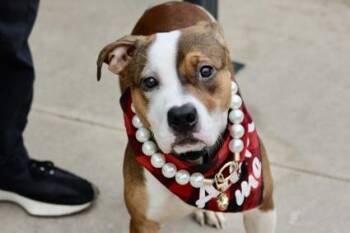 Cece -  Terrier and Bulldog Dog for Adoption in Warren, New Jersey - Cece | PetCurious