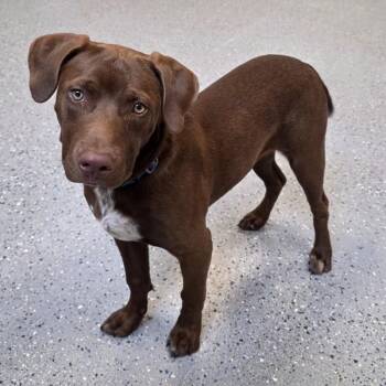 Junior -  Chocolate Labrador Retriever and Mixed Breed Dog for Adoption in Yankton, South Dakota - Junior | PetCurious