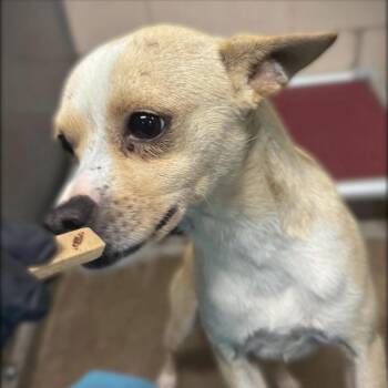 Twitch -  Chihuahua Dog for Adoption in Redmond, Washington - Twitch | PetCurious