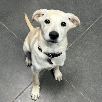 Yellow Labrador Retriever Dogs Available for Adoption in Idaho Falls, Idaho - Raphael | PetCurious
