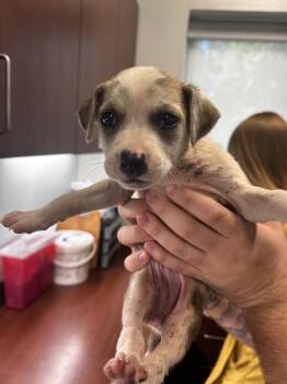 Pit Bull Terrier Dogs Available for Adoption in Gautier, Mississippi - Remmie | PetCurious