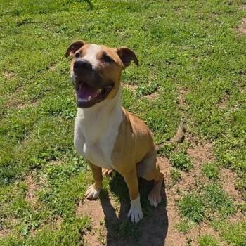 Scooby -  Shepherd and Mixed Breed Dog for Adoption in Marble, North Carolina - Scooby | PetCurious