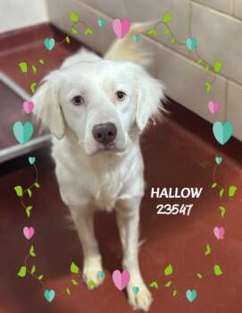 HALLOW -  Retriever and English Setter Dog for Adoption in Marietta, Georgia - HALLOW | PetCurious