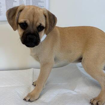 Applejack -  Border Collie and Pug Dog for Adoption in Nashville, Tennessee - Applejack | PetCurious