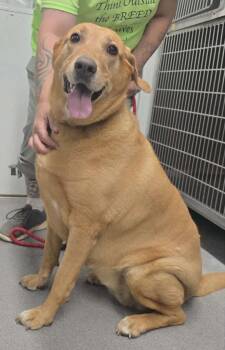 Lady -  Labrador Retriever Dog Available for Adoption in Hillsdale, Indiana - Lady | PetCurious