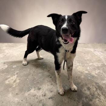 Border Collie Dogs Available for Adoption in Williston, Vermont - Reggie | PetCurious