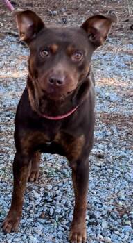 Russell Dobie/Bully Mix in Kill Shelter Help us Save him -  Doberman Pinscher and American Bully Dog for Adoption in Charlottesville, Virginia - Russell Dobie/Bully Mix In Kill Shelter Help Us Save Him | PetCurious