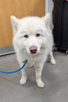 Samoyed Dogs Available for Adoption - IVORY | PetCurious