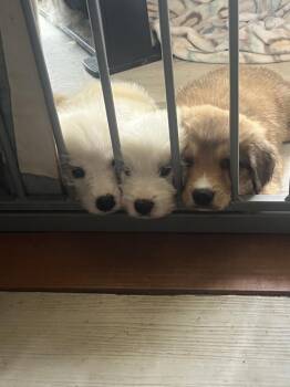 KC- (Fonzi) -  Husky and Golden Retriever Dog for Adoption in Harrison City, Pennsylvania - KC- (Fonzi) | PetCurious