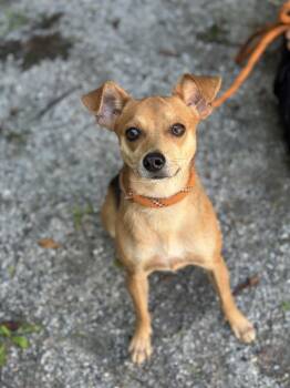 Yoshi -  Beagle and Chihuahua Dog for Adoption in Meherrin, Virginia - Yoshi | PetCurious