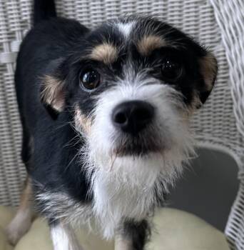 Emerald -  Wirehaired Terrier Dog for Adoption in Lawrenceville, Georgia - Emerald | PetCurious