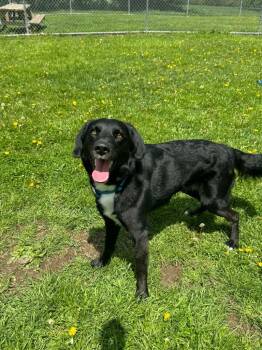 Border Collie and Golden Retriever Dogs Available for Adoption in Marion, Ohio - Copper | PetCurious