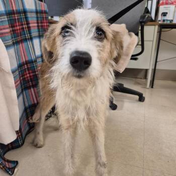 Mixed Breed and Wirehaired Terrier Dogs Available for Adoption - Gretel | PetCurious