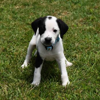 Nick -  Mixed Breed Dog for Adoption in Searcy, Arkansas - Nick | PetCurious