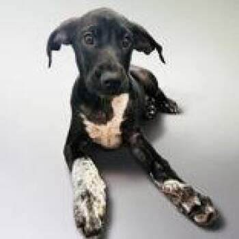 Pennywise -  Greyhound and Hound Dog for Adoption in Portsmouth, Ohio - Pennywise | PetCurious