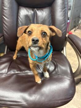 Chihuahua and Terrier Dogs Available for Adoption - Lobster Roll | PetCurious