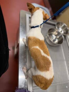 Bela -  Chihuahua Dog for Adoption in Douglasville, Georgia - Bela | PetCurious
