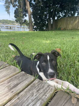 Rescue American Bulldog Dogs for Adoption in Mobile, Alabama - Bojangles | PetCurious