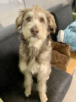 Poodle Dogs Available for Adoption - Elio  | PetCurious