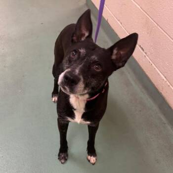 Mixed Breed Dogs Available for Adoption in Memphis, Tennessee - Puppy | PetCurious