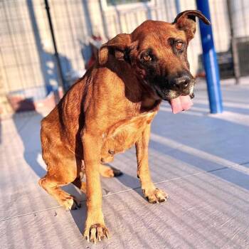 German Shepherd Dog and Mixed Breed Dogs Available for Adoption - WYBIE | PetCurious