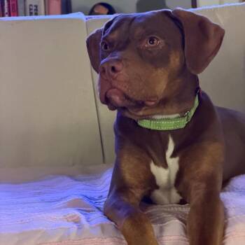 Daphne (Shelby) -  Pit Bull Terrier Dog for Adoption in Ballston Spa, New York - Daphne (Shelby) | PetCurious