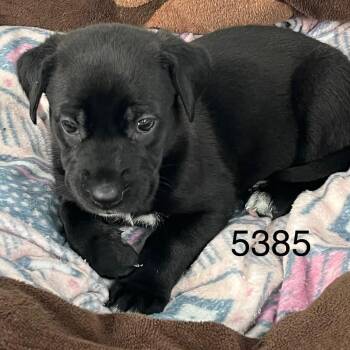 SABRINA 5385 -  Great Dane Dog for Adoption in Loxahatchee Groves, Florida - SABRINA 5385 | PetCurious