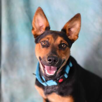 Duke -  Mixed Breed Dog for Adoption in Defuniak Springs, Florida - Duke | PetCurious
