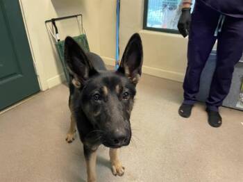 Rescue German Shepherd Dog Dogs for Adoption in Pasadena, California - A525297 | PetCurious