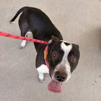 Australian Cattle Dog Blue Heeler Dogs Available for Adoption in Franklin, North Carolina - Onyx | PetCurious