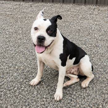 Jazzie -  American Staffordshire Terrier Dog for Adoption in Houston, Texas - Jazzie | PetCurious