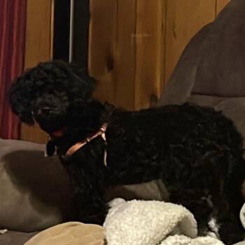 Poodle Dogs Available for Adoption in Toronto, Ontario - Snoop Dawg | PetCurious