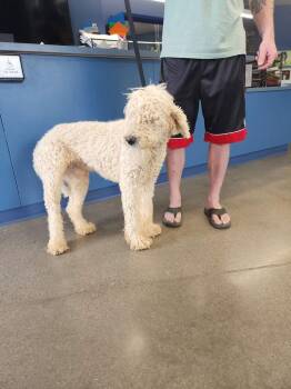 Carlos/popcorn -  Poodle Dog for Adoption in Kingman, Arizona - Carlos/popcorn | PetCurious