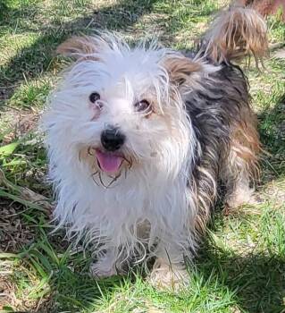 Rescue West Highland White Terrier Westie Dogs for Adoption in Winnipeg, Manitoba - Bubbles | PetCurious