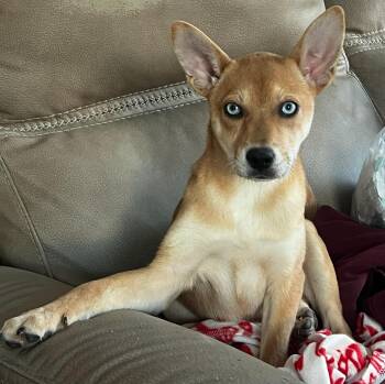 Husky and Chihuahua Dogs Available for Adoption - Denali | PetCurious