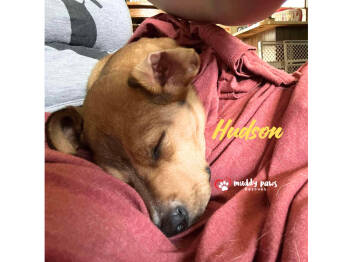 Rescue Labrador Retriever and Retriever Dogs for Adoption in Council Bluffs, Iowa - Hudson | PetCurious