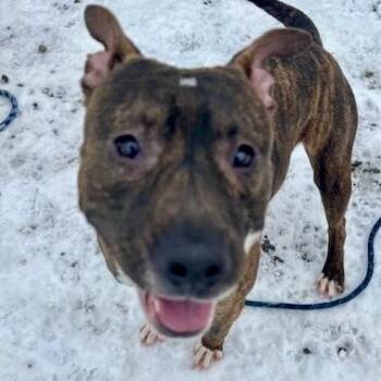 Pit Bull Terrier Dogs Available for Adoption - Evan | PetCurious