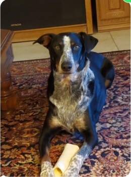 Rescue Doberman Pinscher Dogs for Adoption in Golden Valley, Arizona - Annagret & Dieter | PetCurious