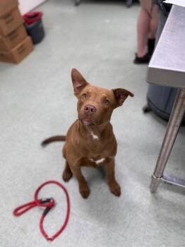 Labrador Retriever and Mixed Breed Dogs Available for Adoption - Forest | PetCurious