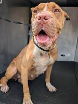 Shar Pei Dogs Available for Adoption in San Antonio, Texas - COCO | PetCurious