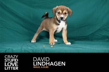 David Lindhagen -  Beagle Dog for Adoption in Newport, Kentucky - David Lindhagen | PetCurious
