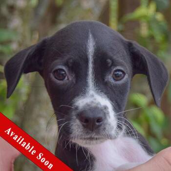 Piggy -  Poodle and Wirehaired Terrier Dog for Adoption in Huntley, Illinois - Piggy | PetCurious