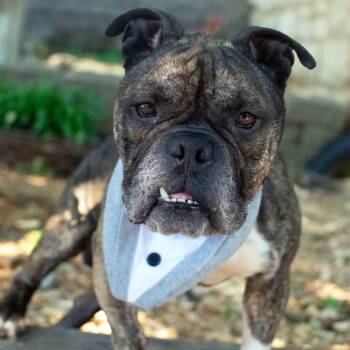 Riff Raff -  Bulldog Dog for Adoption - Riff Raff | PetCurious
