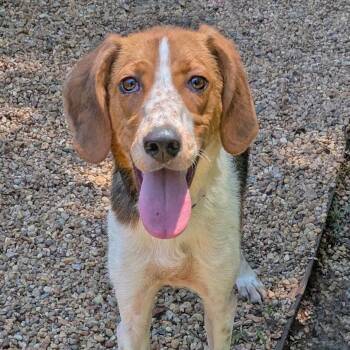 Dixie -  American Foxhound and Hound Dog Available for Adoption in Charlottesville, Virginia - Dixie | PetCurious