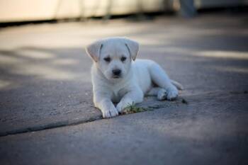 Retriever and Mixed Breed Dogs Available for Adoption in Saugus, Massachusetts - Leo Cute | PetCurious